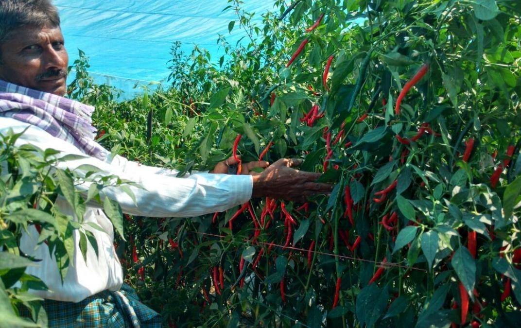 TDP Demands Water for Chilli Crop: Calls for Protest in Narasaraopet