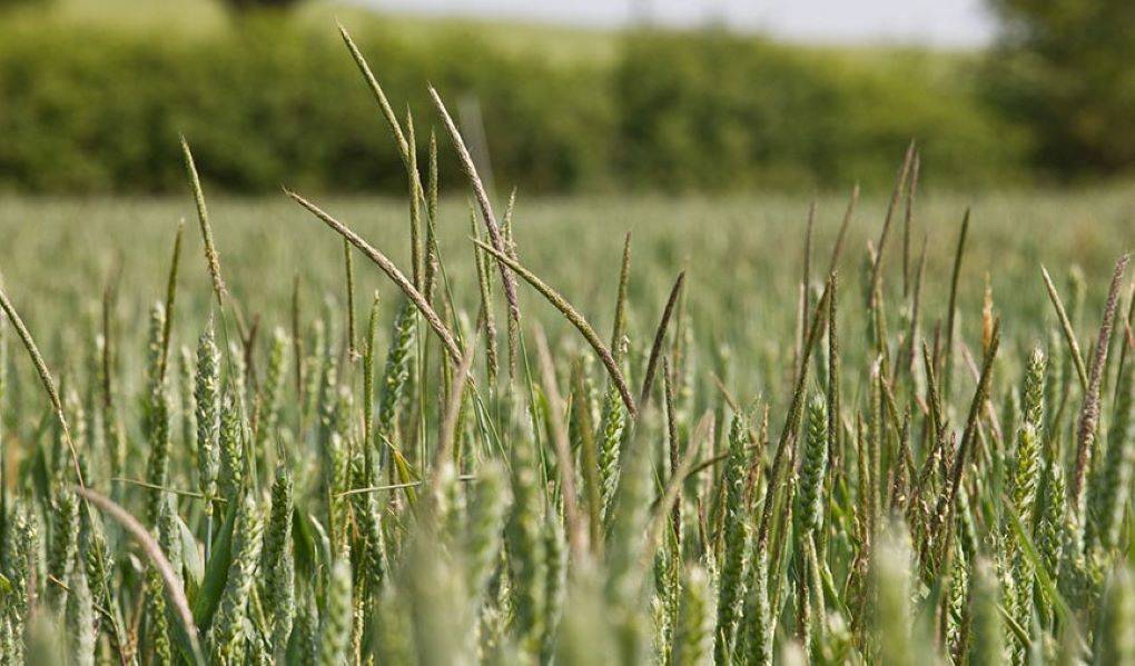 Pre-Existing Genetic Variation in Blackgrass Identified as Cause of Herbicide Resistance