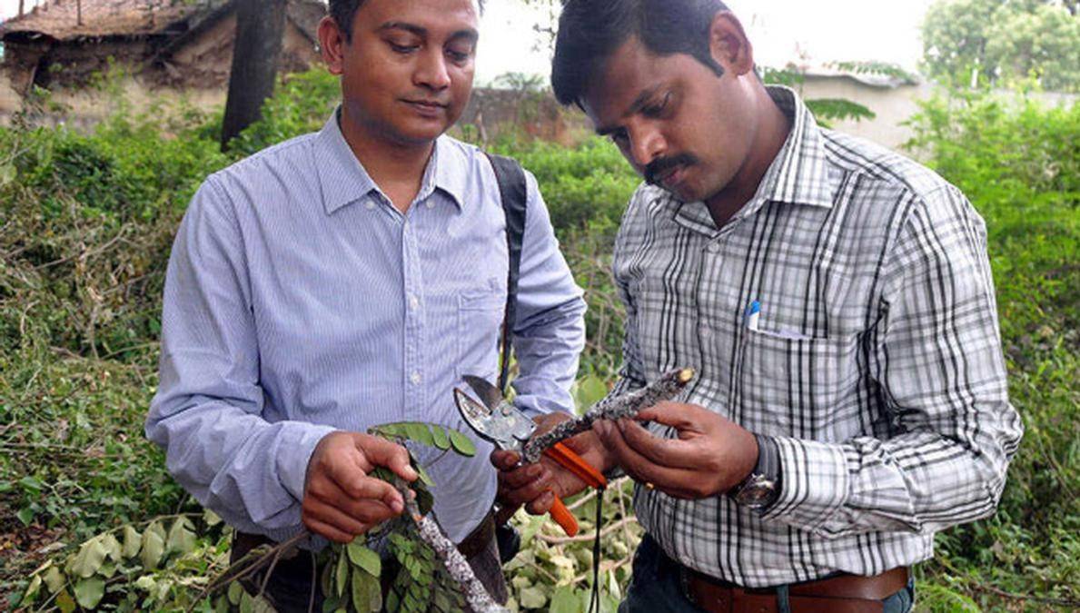 Lac Cultivation Receives Agriculture Status in Jharkhand: Boosting Growth Opportunities