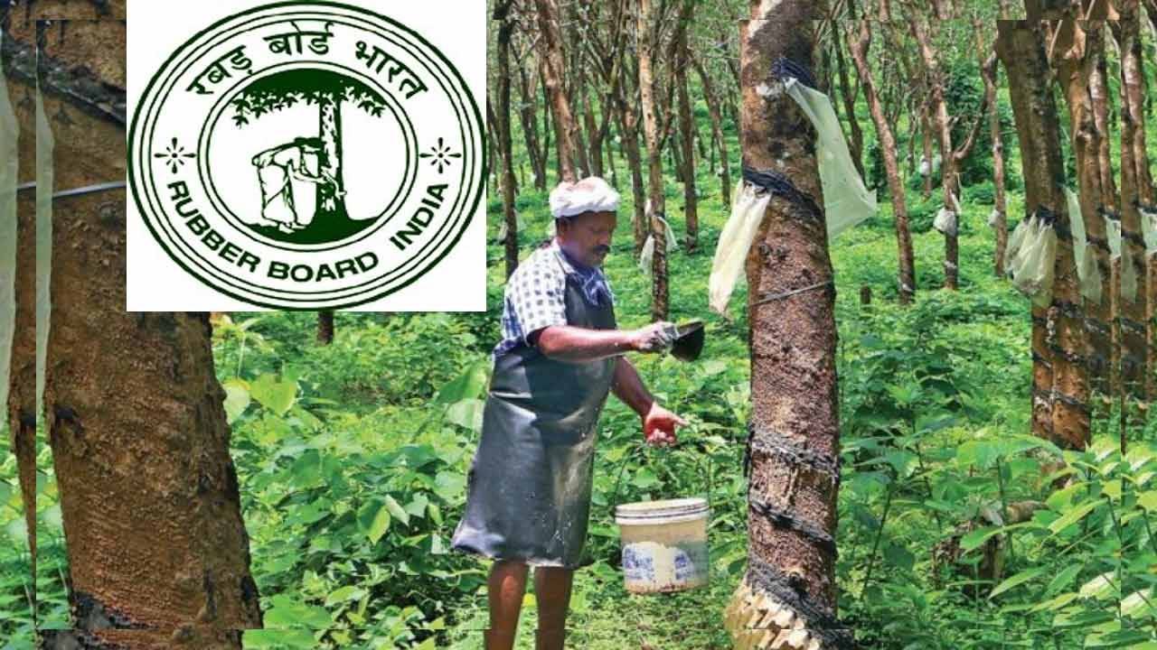 The Rubber Board has been instrumental in providing a clear direction for rubber cultivation in the state and has played a pivotal role in shaping the industry's growth and development