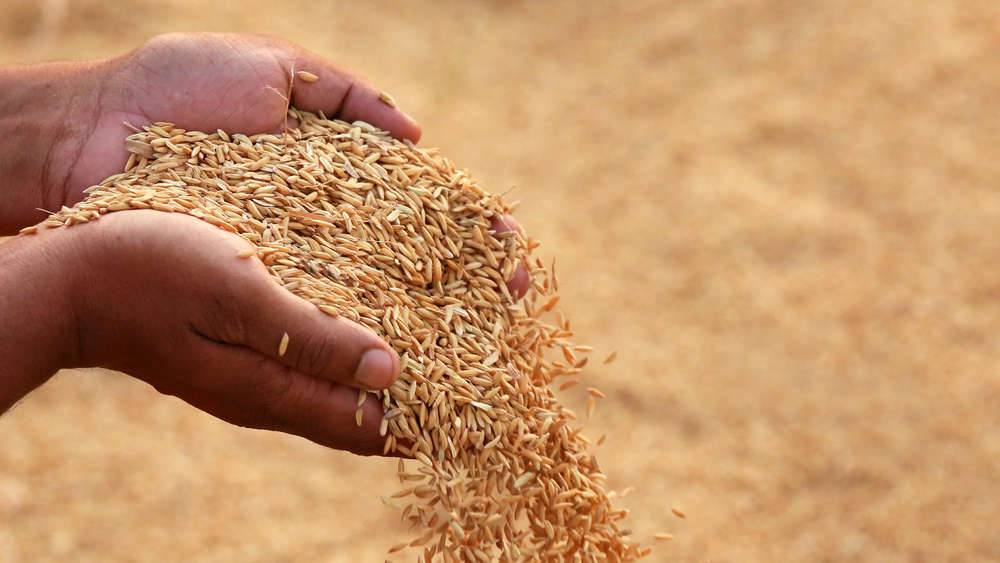 Andhra Pradesh's Civil Supplies Minister Assures Prompt Paddy Procurement & Payment to Farmers