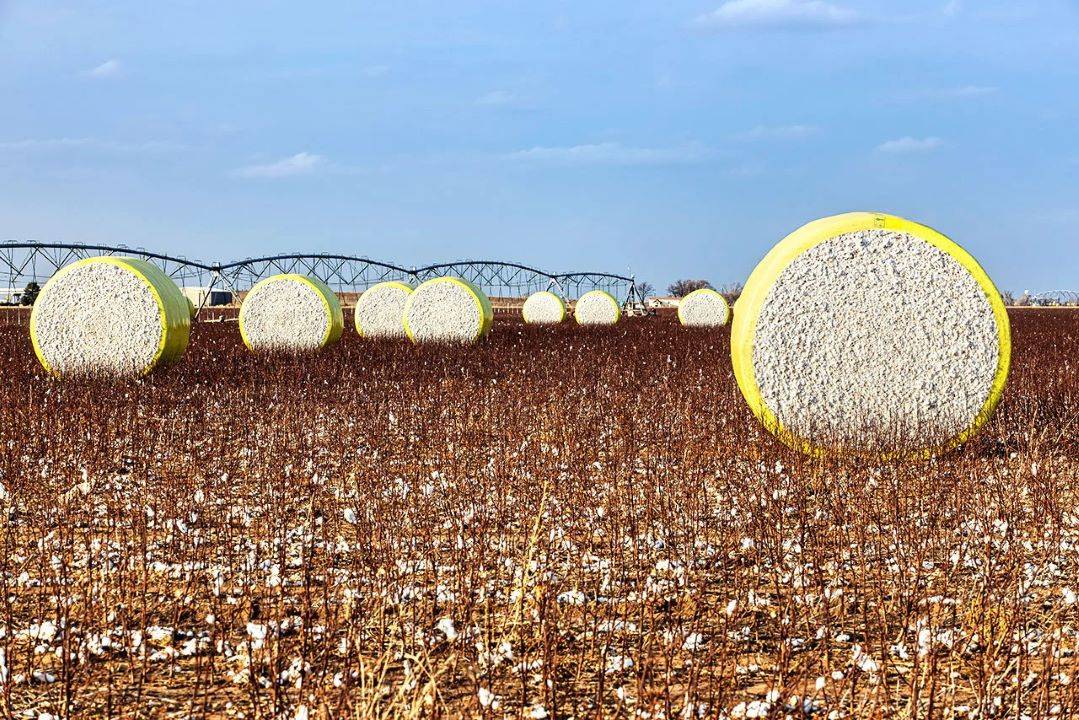 CAI Reduces Cotton Crop Forecast To 303 Lakh Bales for Current Season