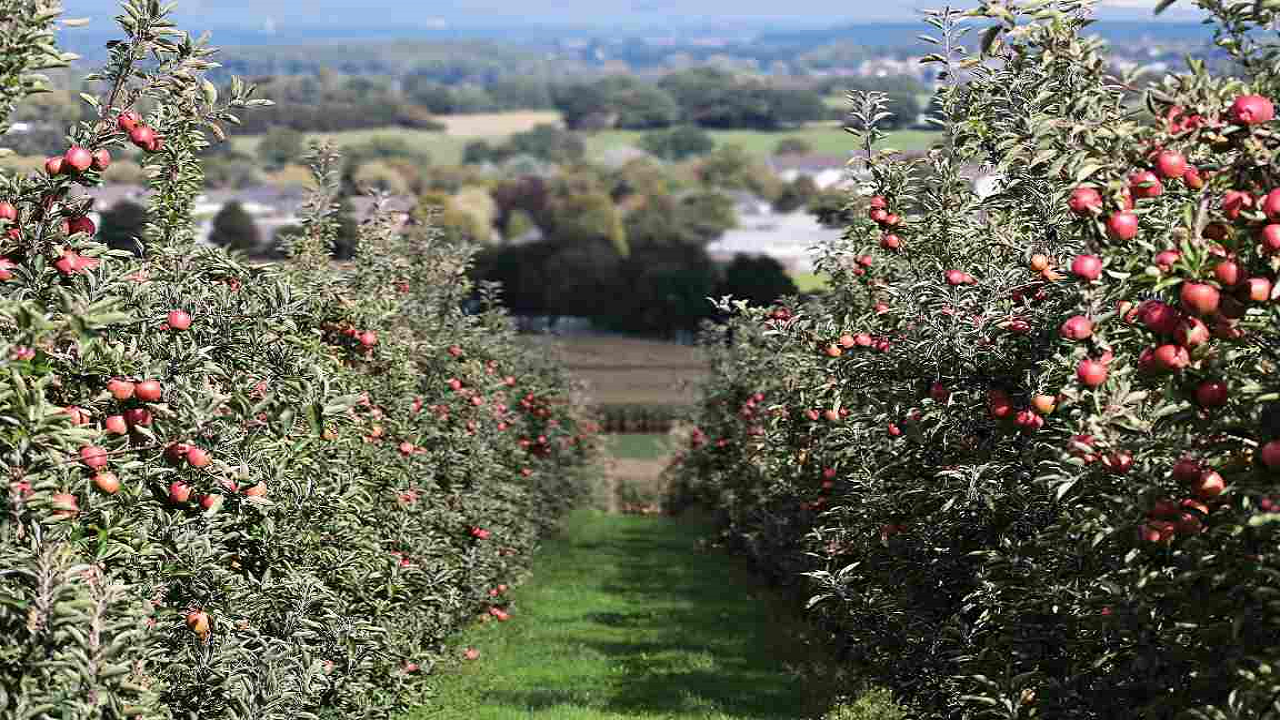 Govt Is Offering A 50-70% Subsidy for Planting Orchards