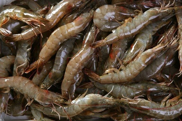 Shrimp farming stands out as a highly remunerative alternative and can be done nearly all year round.