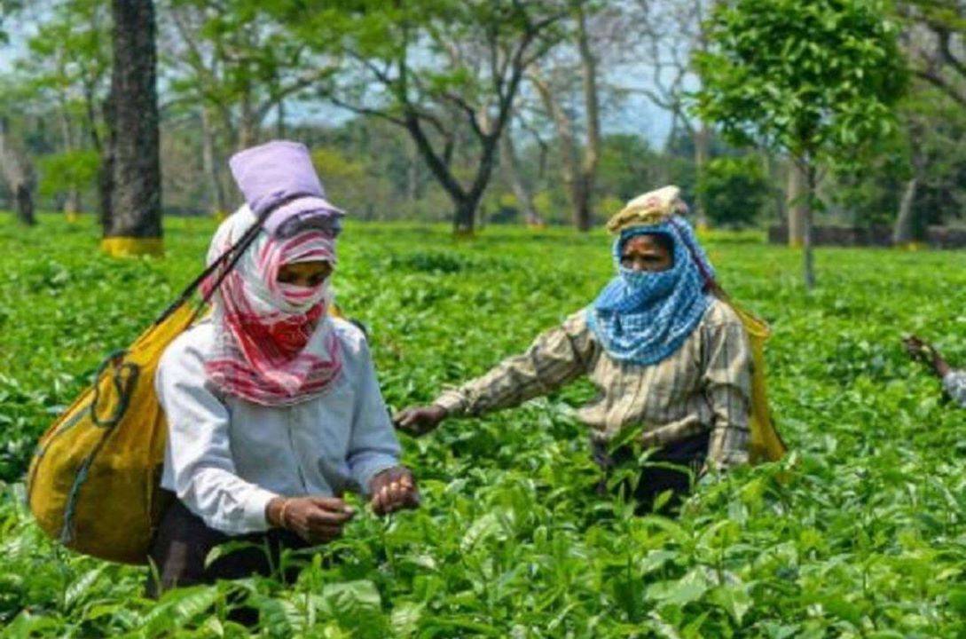 Tea Research Body Finds Annual Crop Loss of 147 Million kg from Pest Attacks