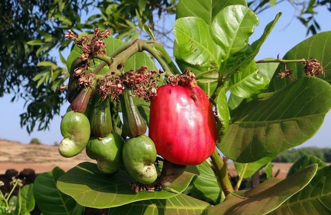 Agriculture Dept. to Distribute Cashew Saplings this Monsoon