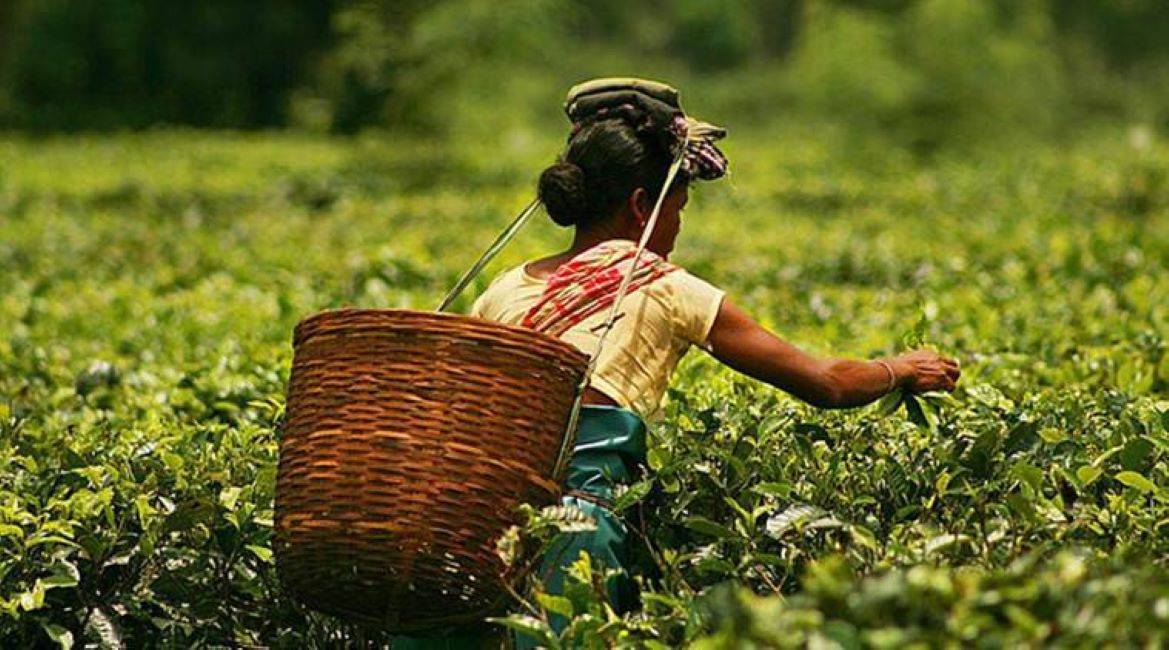 Tripura's Tea Planters Struggle with Crop Loss & Plummeting Prices