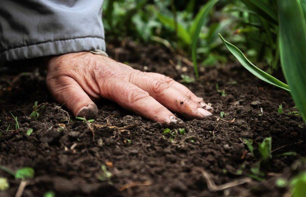 Uttar Pradesh's Farming Connected to Global Carbon Credit Market for Sustainable Future