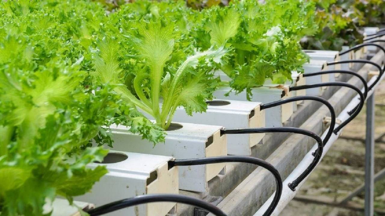 Nutrient Film Technique (NFT) used in hydroponic system to deliver nutrients to plant