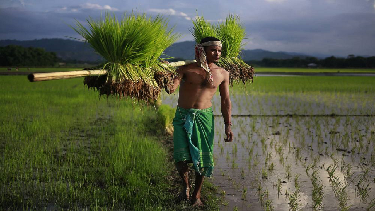 Source: Outlook India: The U of I study says that the farmers of India can adopt the change in temperature for rice, maize. but not for wheat.