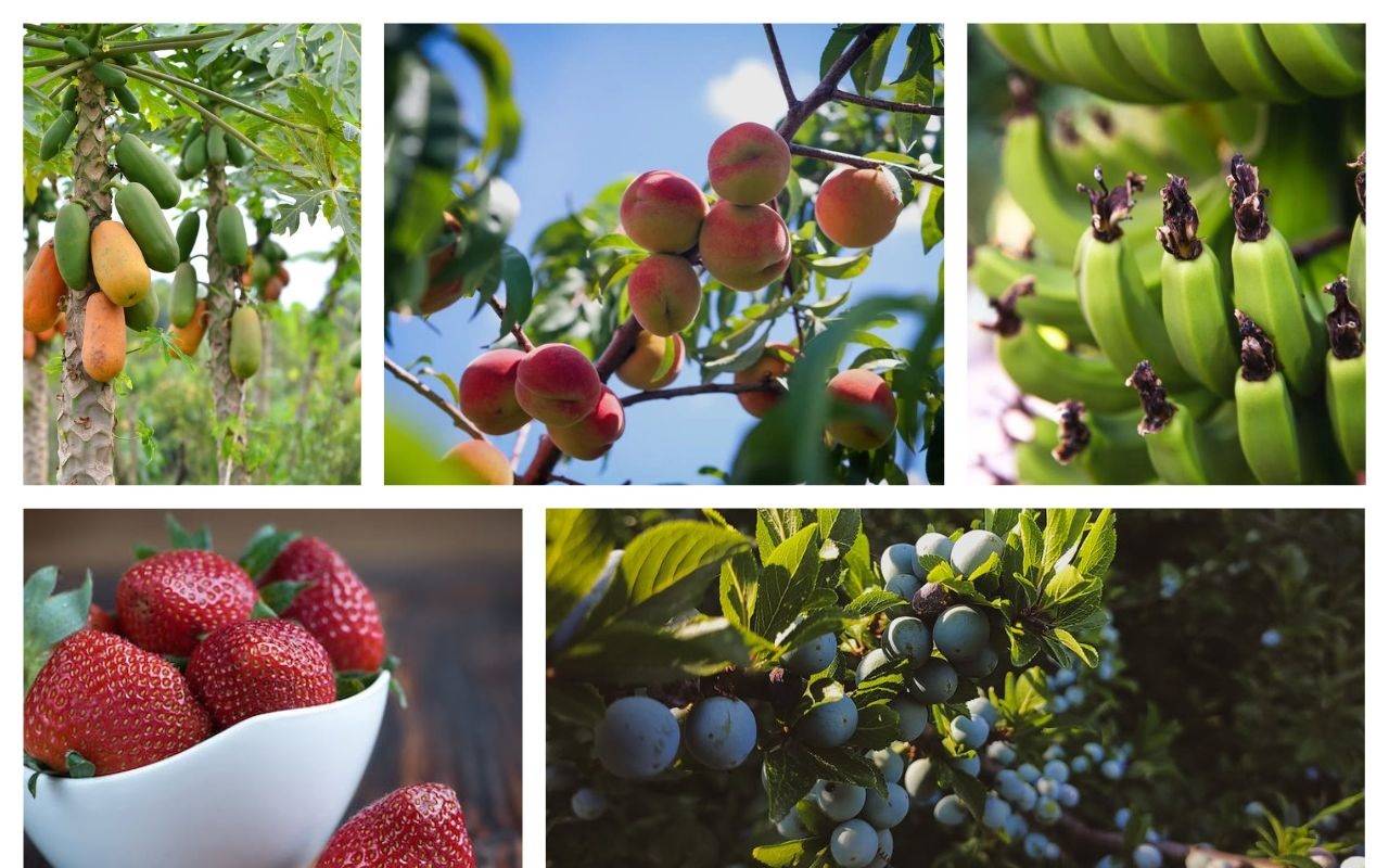 Plants, trees, and shrubs that produce fruits, are quick to grow, and are low on maintenance