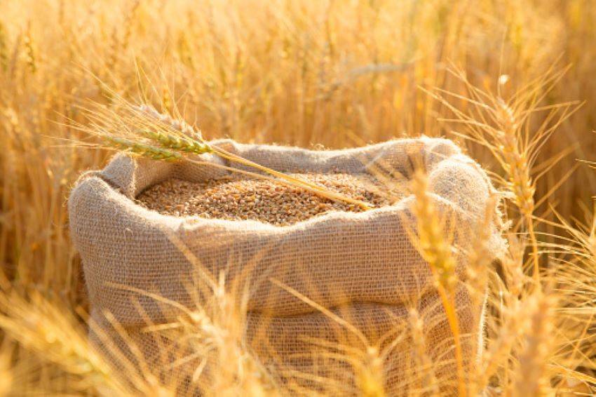 Record-Breaking Wheat Procurement in 2023 RMS: 195 LMT Already Procured