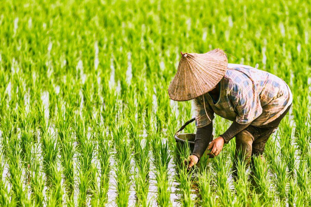 Vietnam Encourages Sustainable Agriculture to Reduce Deforestation & Land Degradation