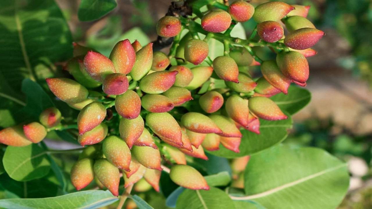 How to Grow and Care for Pistachio Trees?