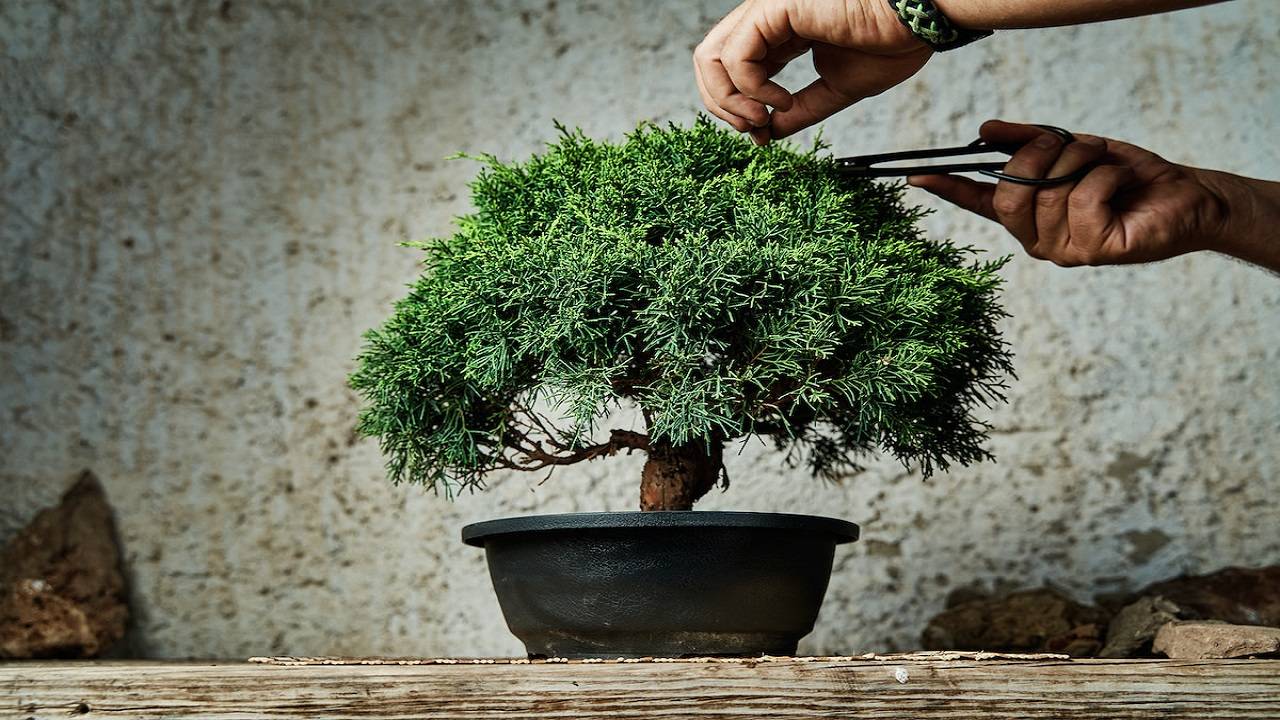 Bonsai trees that can be grown both indoors and outdoors