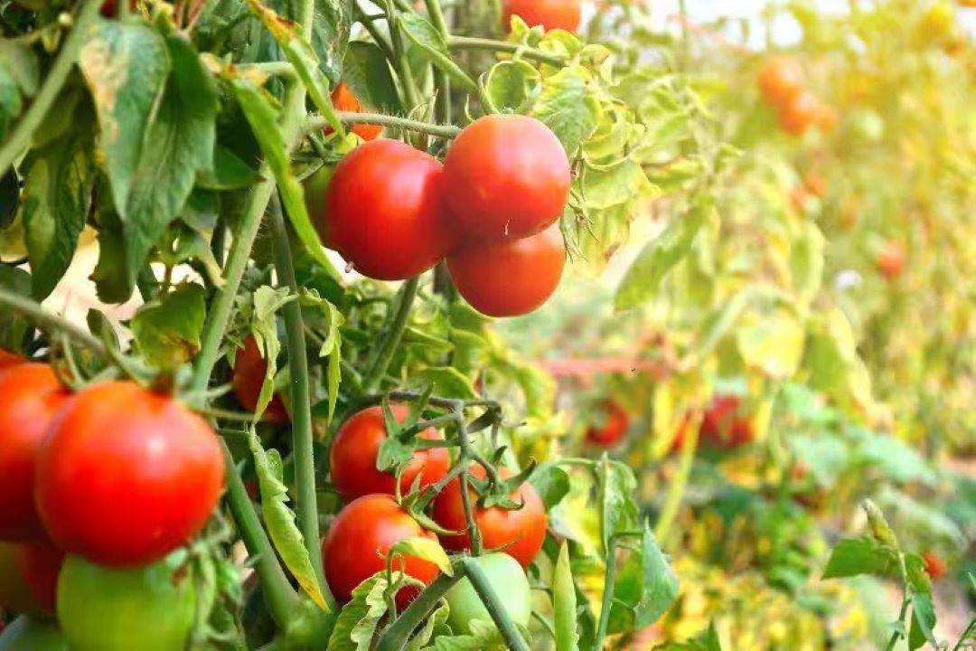 Israeli Researchers Successfully Develop Drought-Resistant Tomato Varieties