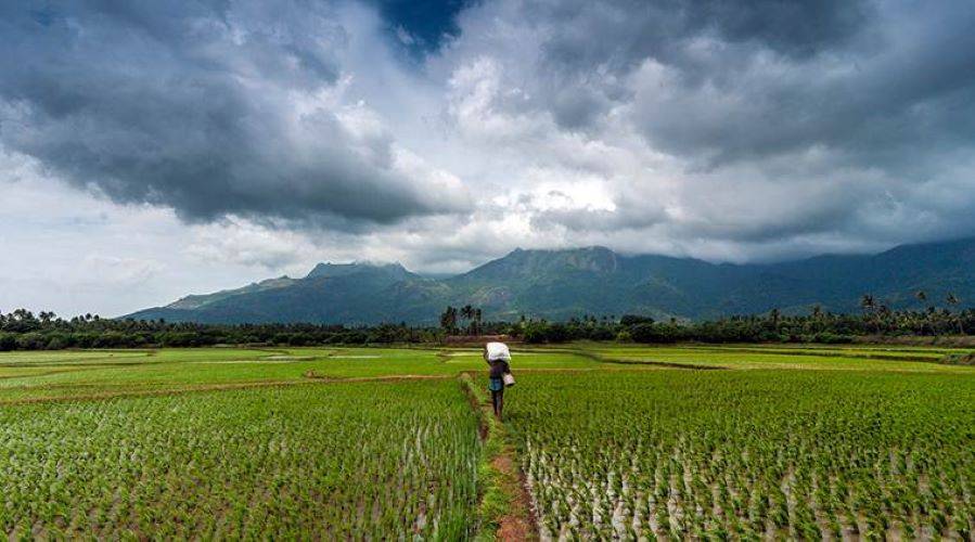 Agriculture's Vulnerability to Monsoon Shock Reduced: India Ratings