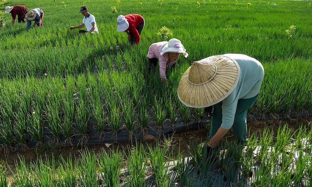 World Bank Grants Loan to Support Agri & Rural Development in China