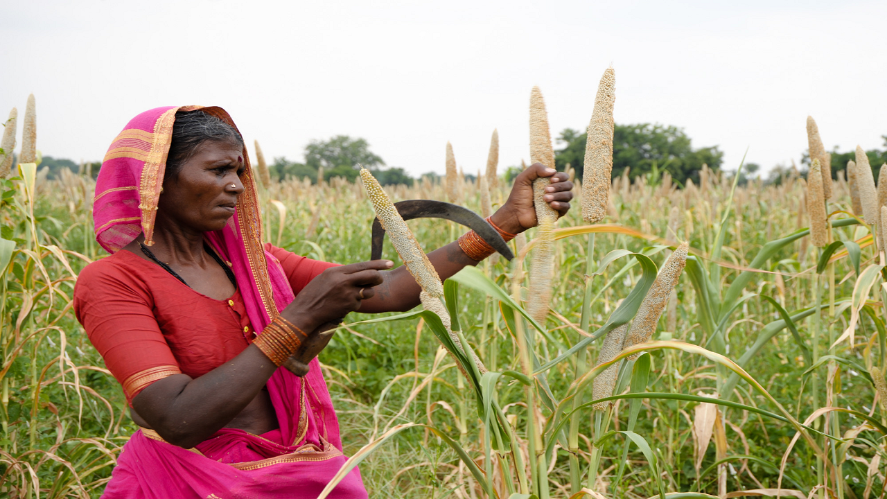 Farmers in Annamayya are earning handsome profits through millet cultivation (Photo Credit: NPR)