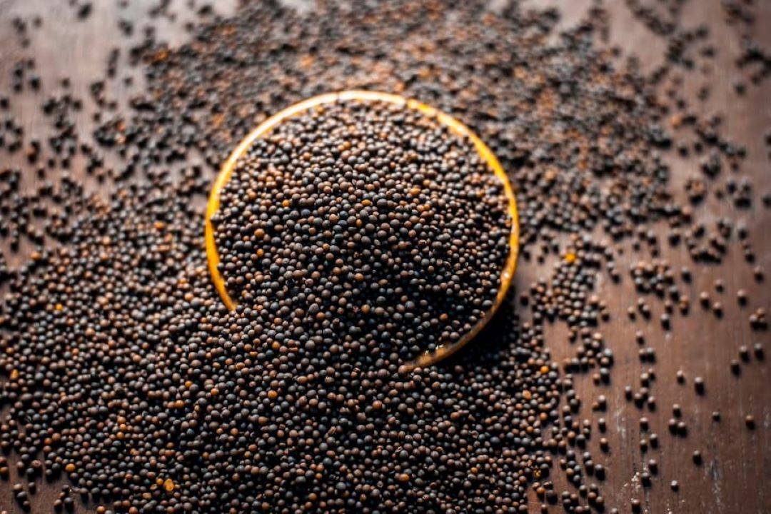 Punjab Mustard Prices Hit Below MSP, Selling at Rs 4,400 per Quintal