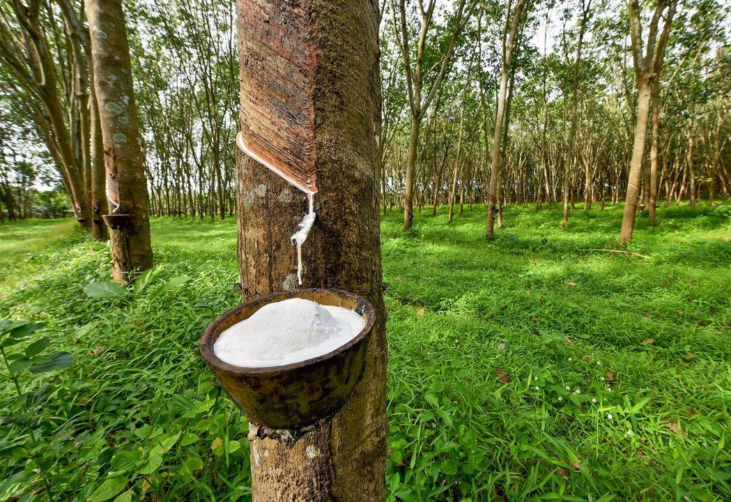 India's Rubber Production Reaches Decade-High of 800,000 Tonnes