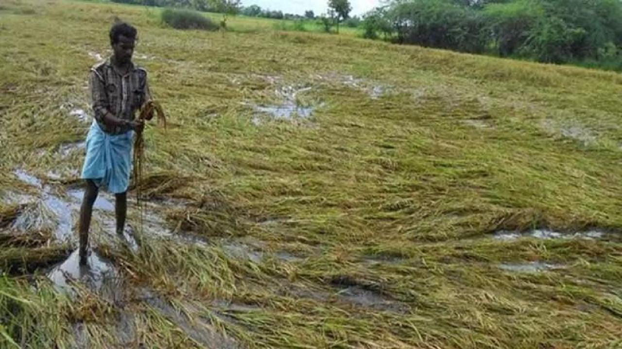 Farmer's crop destroyed due to unseasonal rain (Photo Credit: Newsmeter)
