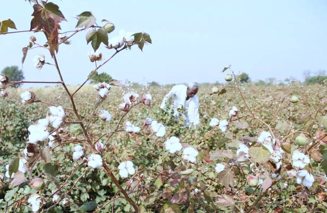 Experts Predict Boost in Cotton Cultivation in North India Due to Recent Rain