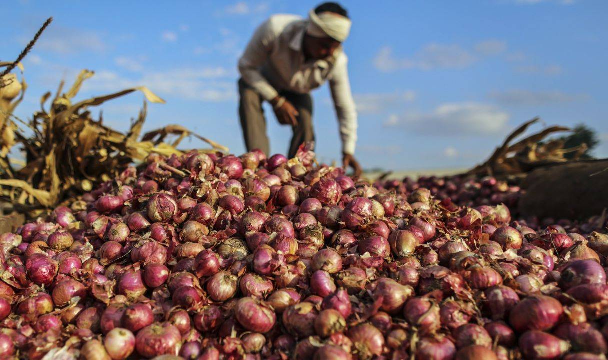 Heavy Rains Wreak Havoc on Onion & Other Crops in Maharashtra, MP