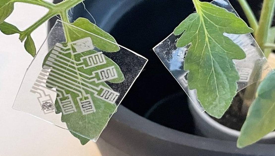 Electronic Patch Revolutionizes Crop Protection with Early Disease Detection (Pic Credit-Floral Daily)