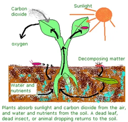 Explained : 14 nutrients required by Plants for best growth ...