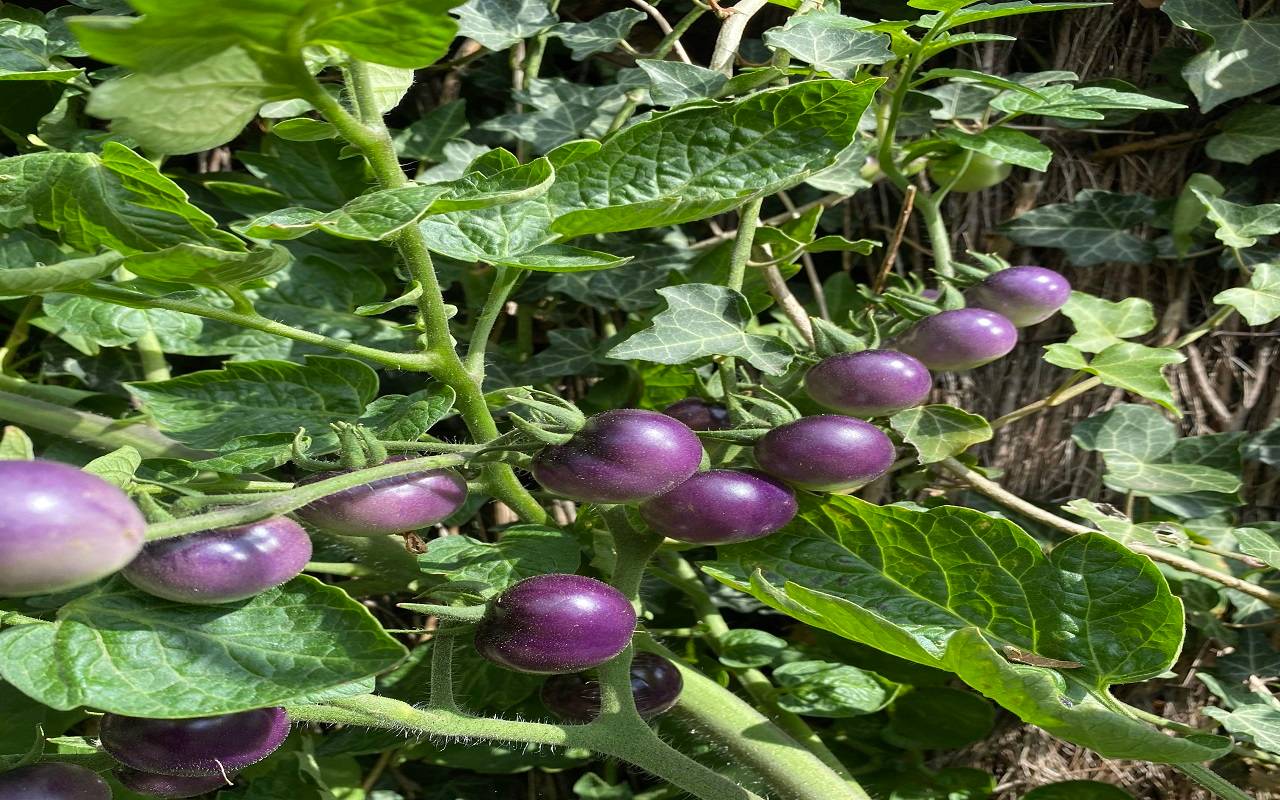 A Complete Guide to Cultivating Purple Tomatoes at Home