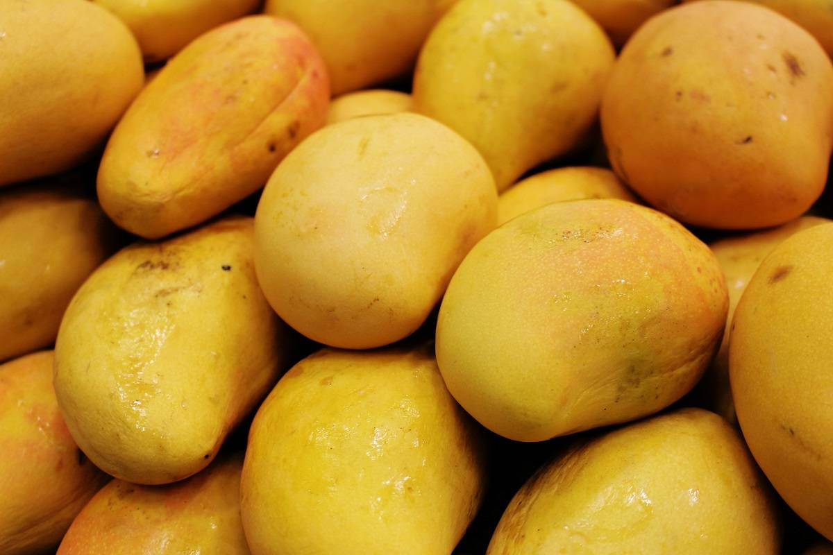 Japanese Farmer Produces World’s Most Expensive Mangoes Priced at Rs 19,000 Each Approx