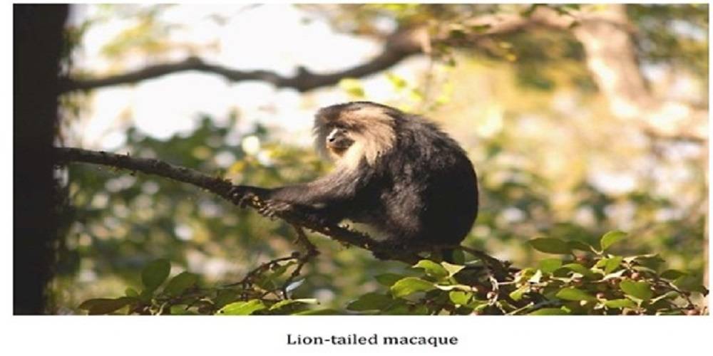 The lion-tailed macaque ranges through three southern Indian states: Karnataka, Tamil Nadu, and Kerala.