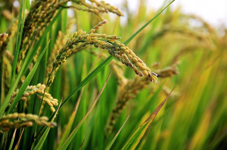 Malviya Manila Sinchit Dhan-1: BHU-IRRI's High-Yield Rice Variety Launching Soon (Photo Courtesy: Pixabay)