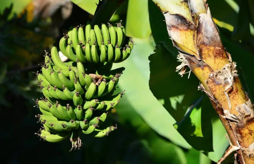 Banana Fungus Threatens to Exacerbate Hunger Crisis in Venezuela (Photo Source: Pixabay)