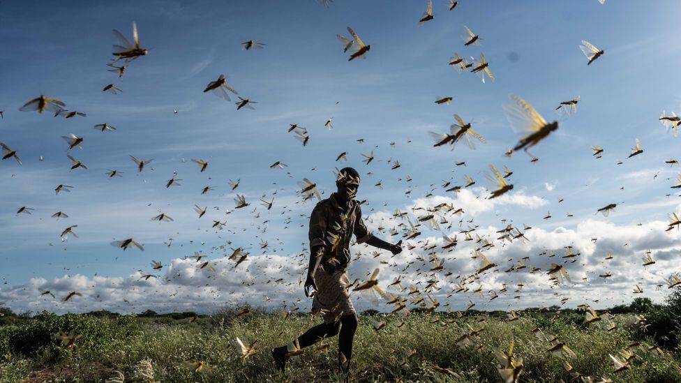 FAO Warns of Severe Locust Outbreak Across 8 Provinces in Afghanistan (Photo Source: BBC)