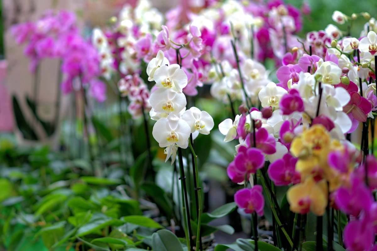 Himachal Turns to Sikkim's Orchids to Revive Its Struggling Floriculture Industry (Photo Source: Pixabay)