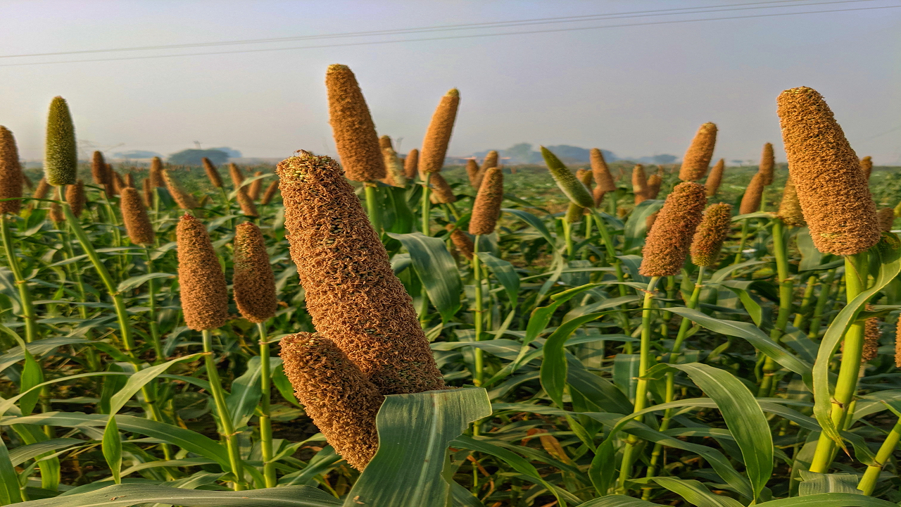 Millets steals the show as it takes over paddy this season (Photo Courtesy: Pexels)