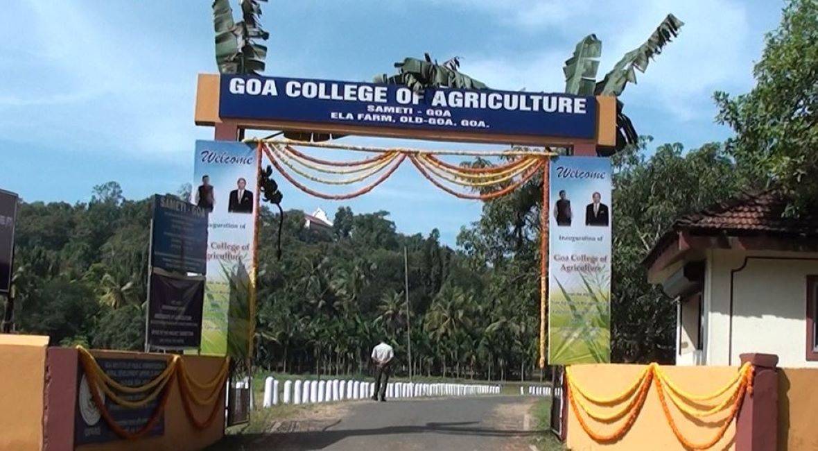 Mudassachem Fest: Celebrating Goa's Culture of Millets, Mangoes & Music at Goa College of Agriculture on May 14 (Photo Source: Goa College of Agriculture)