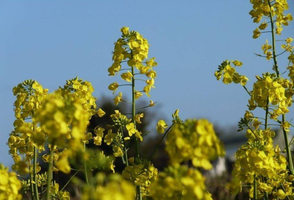 Coalition of GM-Free India Accuses Govt of Misleading SC on Herbicide-Tolerant Nature of GM Mustard (Photo Source: Pixabay)
