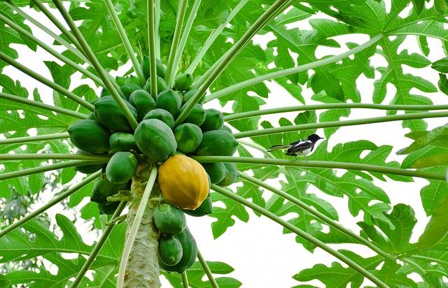 Papaya Emerges as a Savior for Farmers as Armyworm Ravages Corn in Thoothukudi (Photo Source: Pixabay)