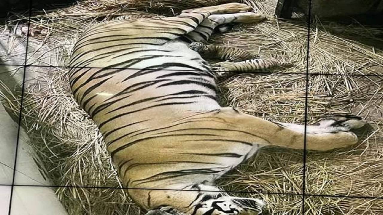 Royal Bengal Tigress Siddhi Gives Birth to Five Tiger Cubs at National Zoological Park, Delhi (Photo Courtesy- PIB)