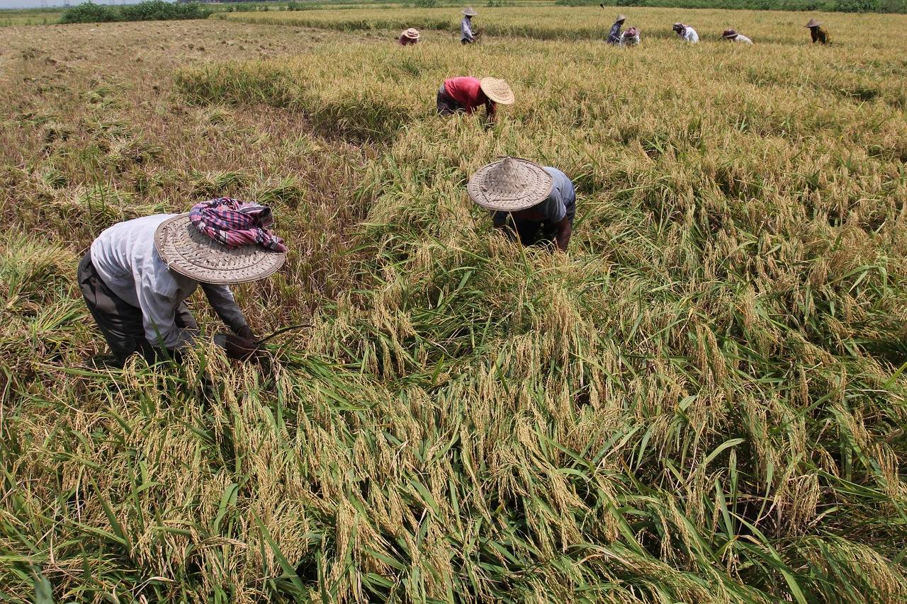 Manila to Host World's Largest Rice Congress: Co-organized by Philippine Agri Dept & IRRI (Photo Source: Pixabay)