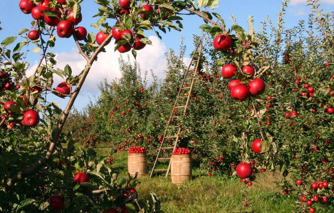 J-K Govt Introduces MIP for Apples to Support Local Growers (Photo Source: Pixabay)
