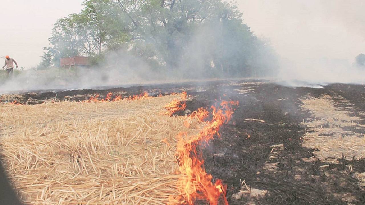 According to experts in agriculture, farmers are just burning the top layer of the roots and not the entire wheat stubble.