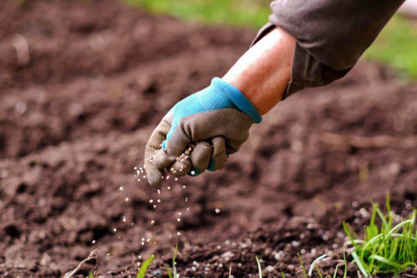 Govt Approves Rs 1.08 Lakh Crore Kharif Fertiliser Subsidy to Boost Agriculture Sector (Photo Source: Pixabay)
