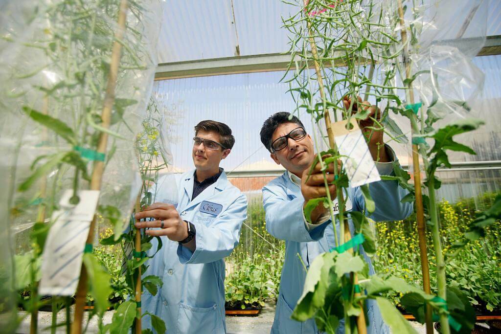 Genetic Module Swapping between Cells Leads to Evolution of Crops, Finds Study (Photo Source: Genetic Literacy Project)