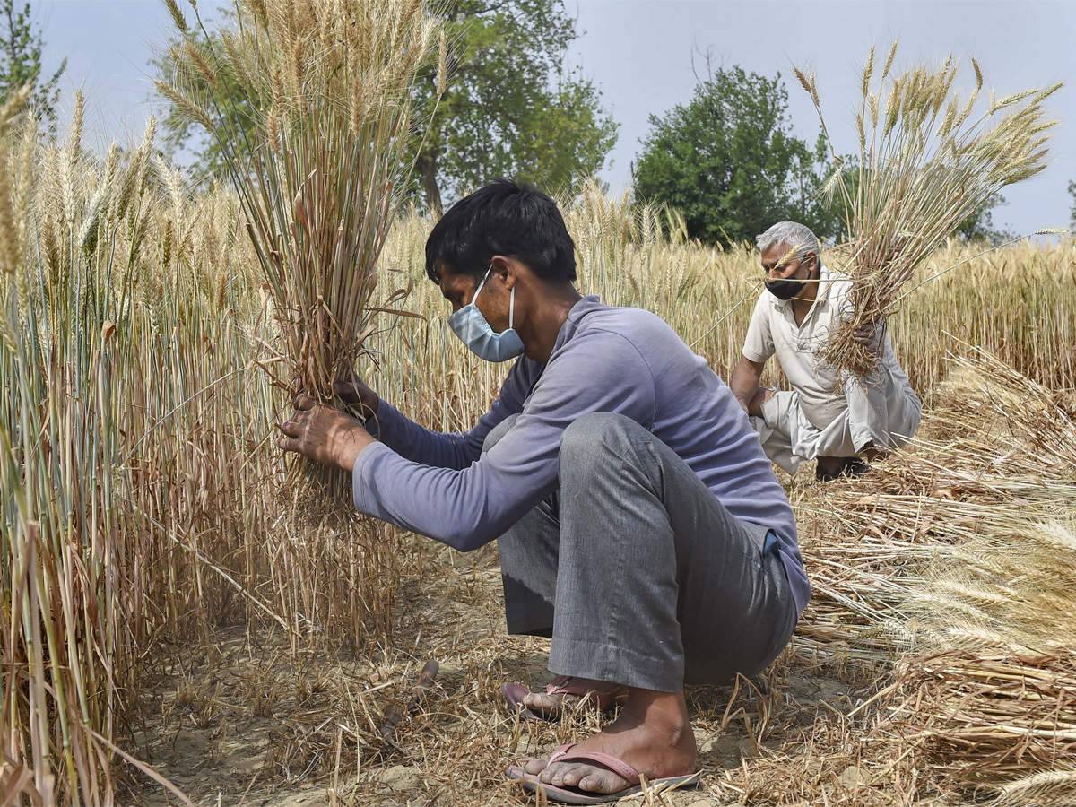 Small holders are the biggest section of Indian farmers