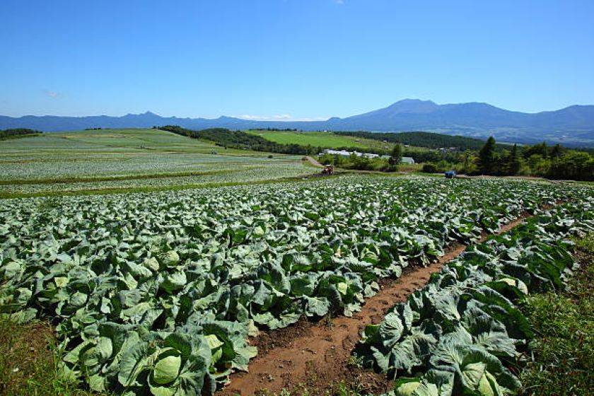 Tamil Nadu: Cabbage Price Plummets, Left to Rot in Kodaikanal Hills (Photo Source: Pixabay)
