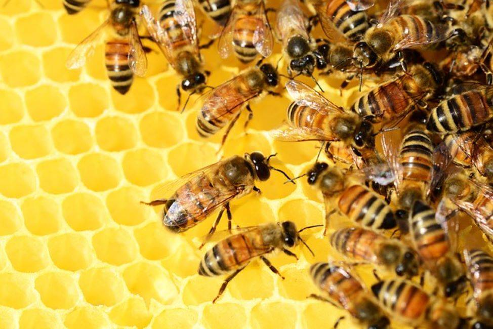 MP to Host National Program Commemorating ‘World Bee Day’ in Balaghat (Photo Source: Pixabay)